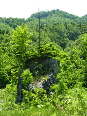 P1000071.jpg