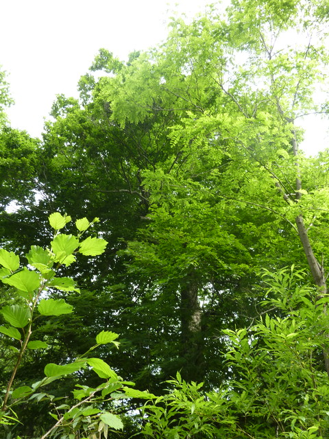 P1000195.jpg