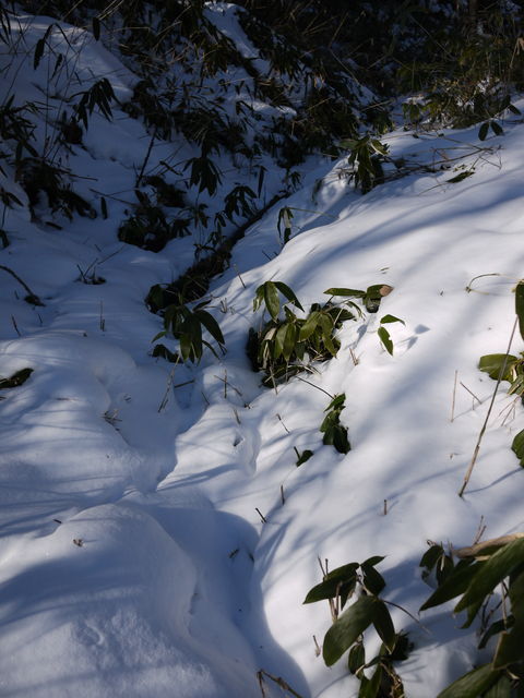 P1000374.jpg