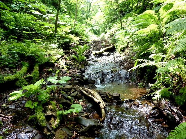 P1000717.jpg