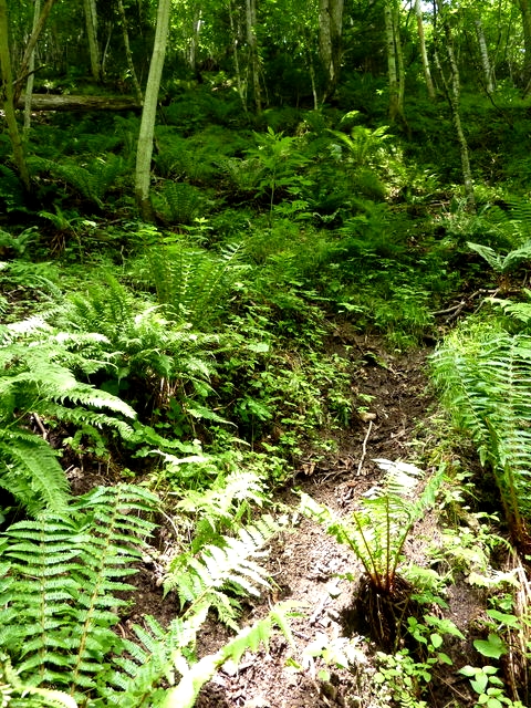 P1000718.jpg