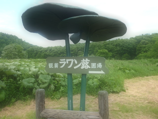 P1000780.jpg