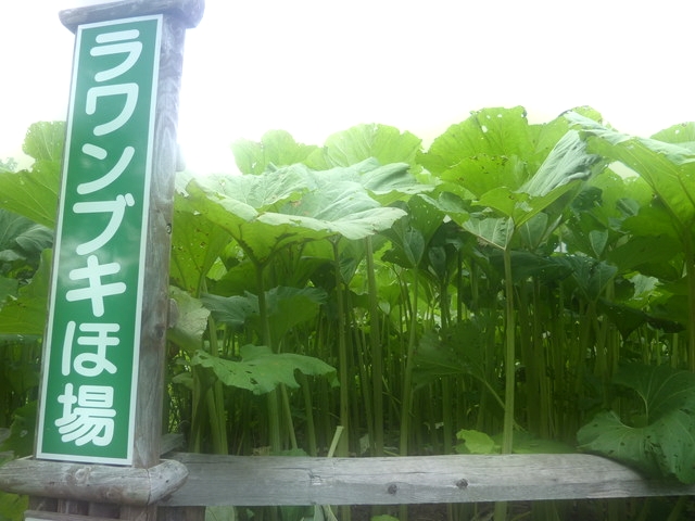 P1000781.jpg