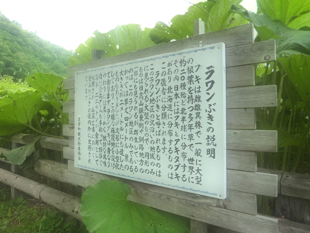 P1000784.jpg