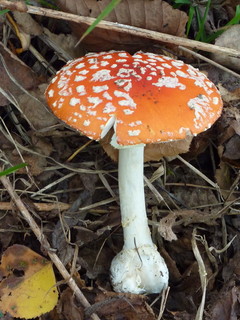 P1010879.jpg