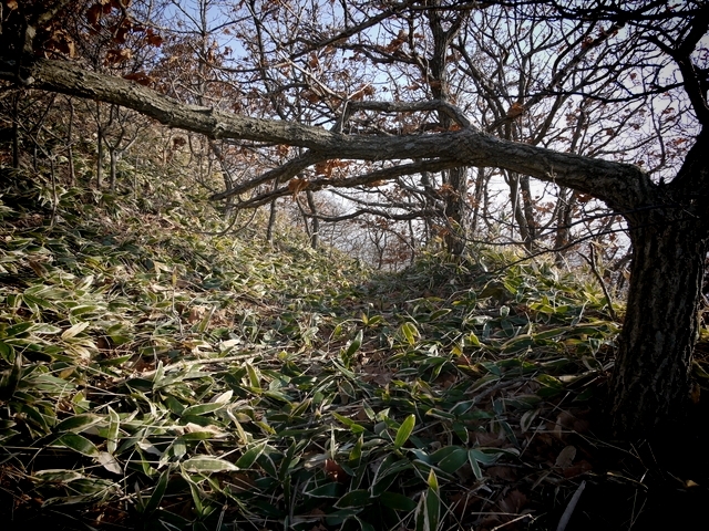 P1030414.jpg