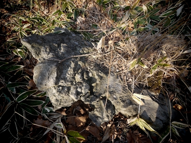 P1030439.jpg