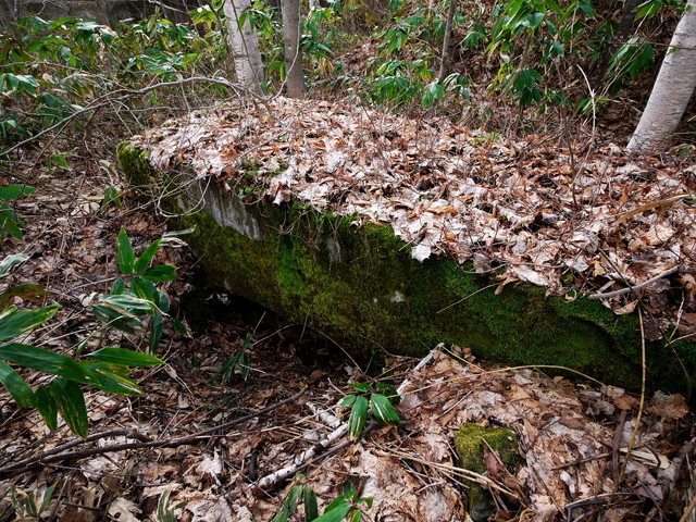 P1080545a.jpg