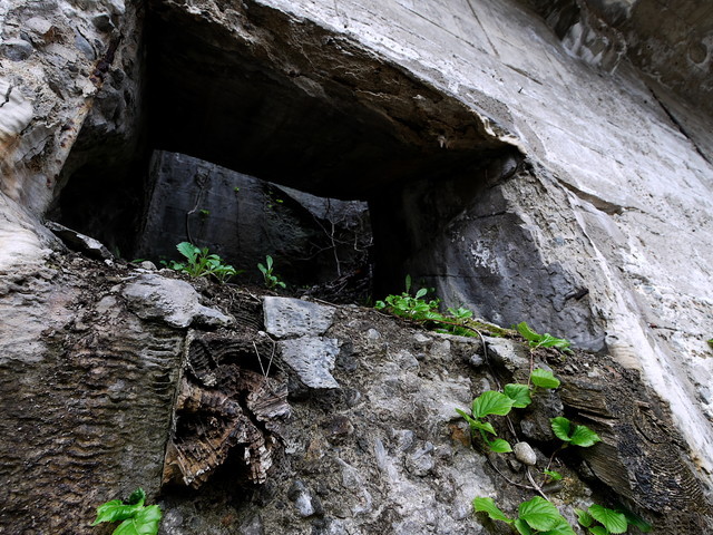 P1080578a.jpg