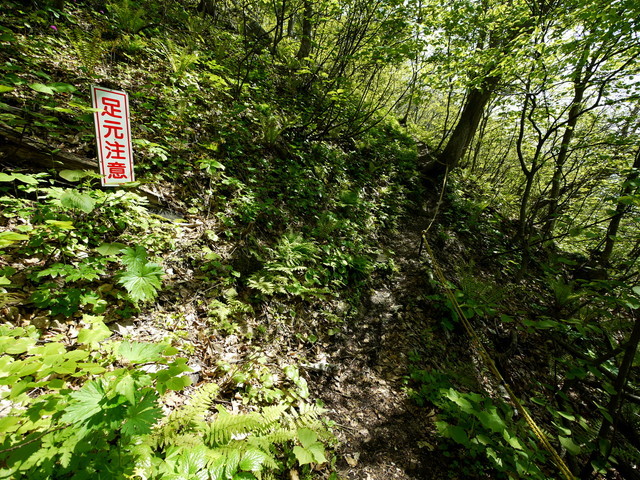 P1100614a.jpg