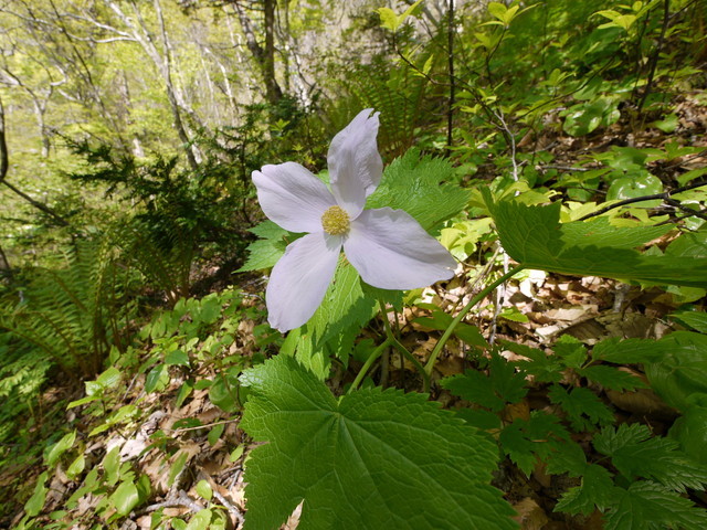 P1100621a.jpg
