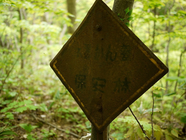 P1110044a.jpg