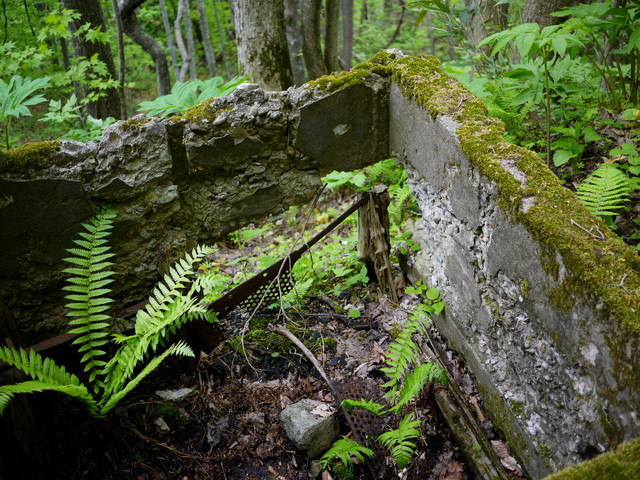 P1110046a.jpg