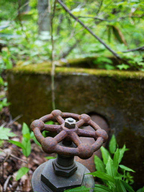 P1110050a.jpg
