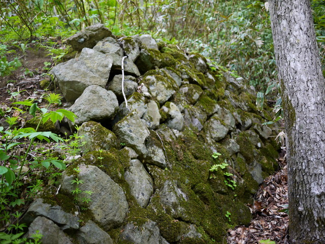 P1110053a.jpg