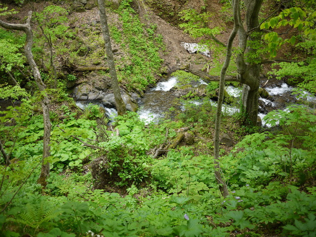 P1110054a.jpg