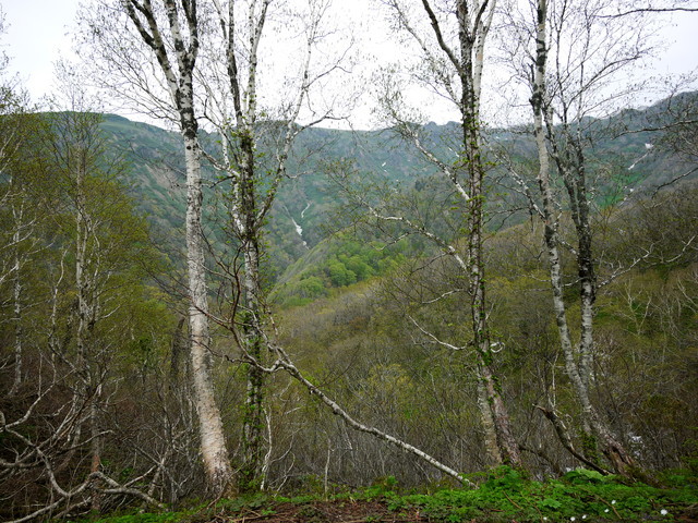 P1110081a.jpg