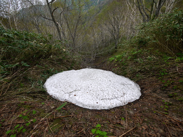 P1110133a.jpg