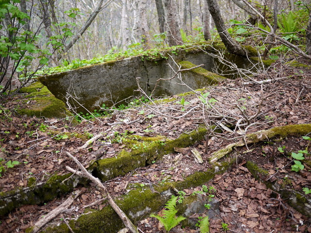 P1110150a.jpg