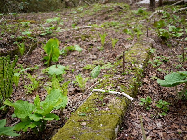 P1110156a.jpg
