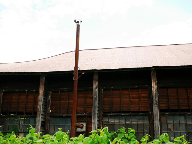 P1110372a.jpg