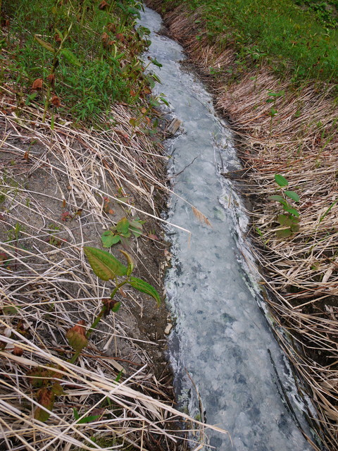 P1110547a.jpg