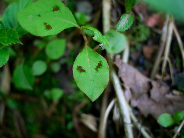 P1110662a.jpg