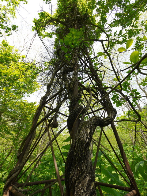 P1120100a.jpg