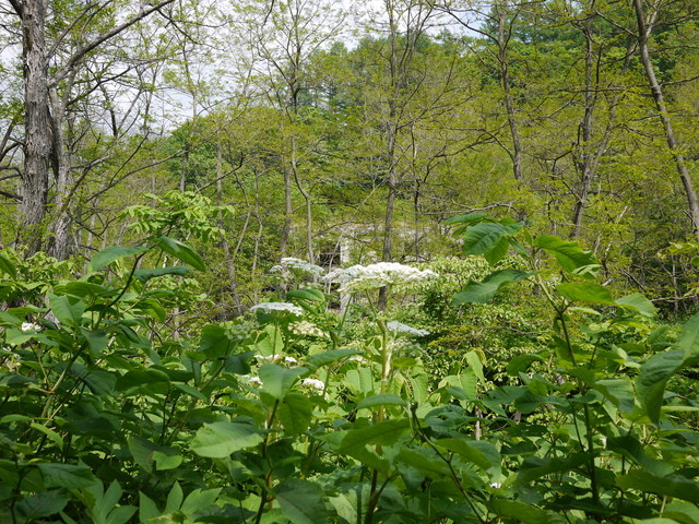 P1120119.jpg
