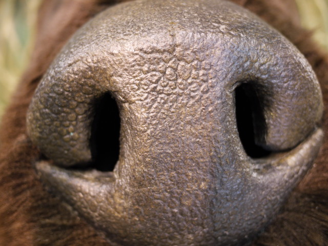 P1120699a.jpg
