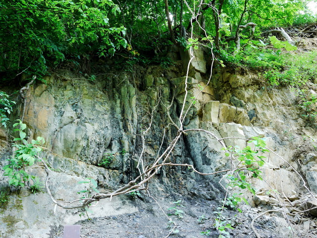 P1130753a.jpg