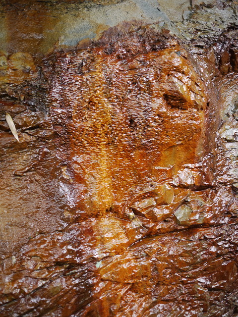 P1150334a.jpg