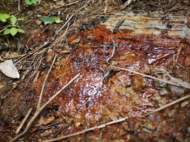 P1150340a.jpg