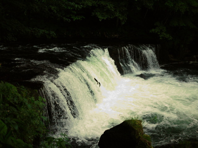 P1160155a.jpg
