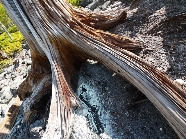 P1250136a.jpg