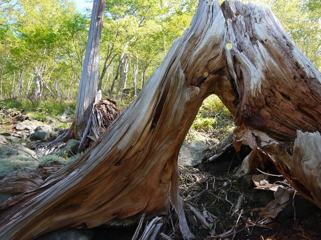 P1250165a.jpg