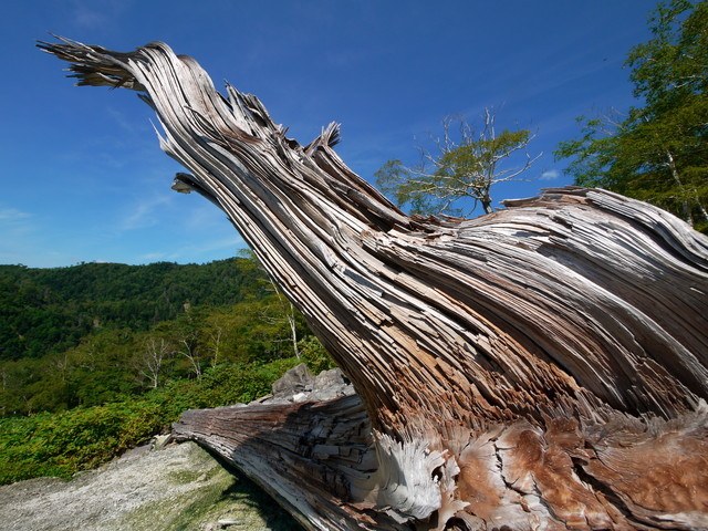 P1250229a.jpg