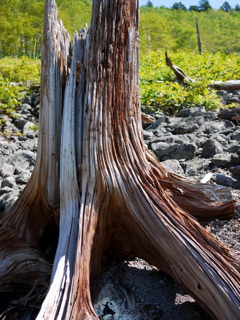 P1250310a.jpg