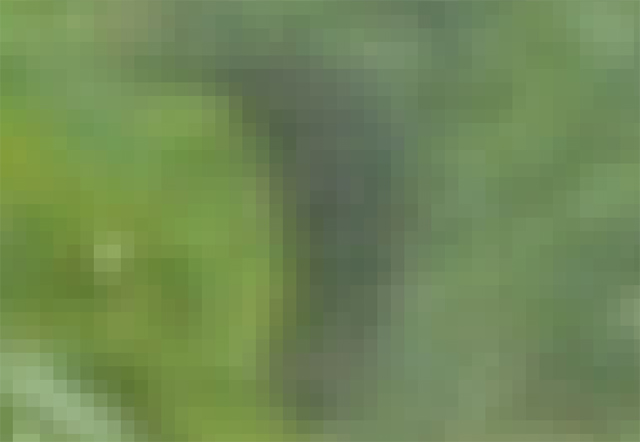 higuma.jpg