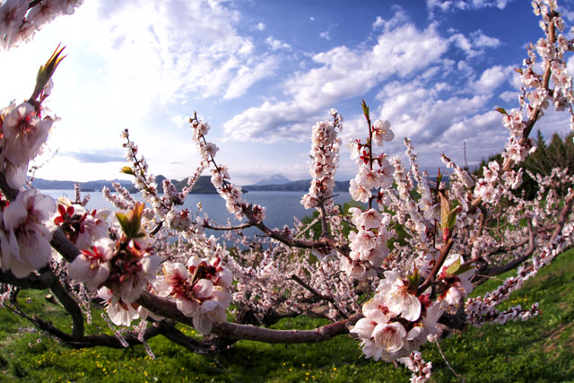 壮瞥公園梅林